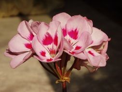 pink flowers of geranium close-up on blurred background