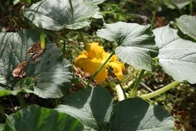 yellow zucchini flower
