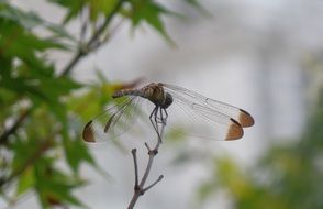 Dragonfly on a bare branch