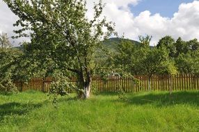 mountain orchard ochard fence