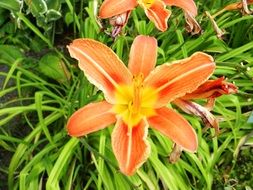 bush with orange lilies closeup