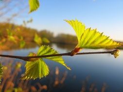wonderful yellow leaves
