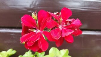pink geranium on a brown fence background