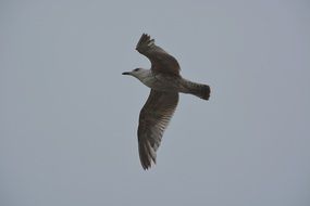 sea bird flight