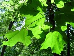 green leaves shadow