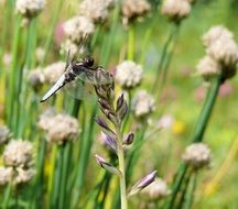 dragonfly on garden plants close up