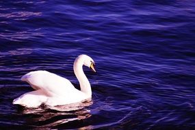 white swan in the blue water