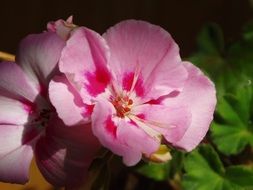 pink flowers on a cyclamen plant