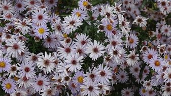 Natural daisies on the flowerbed