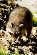 raccoon in wildlife close-up on blurred background