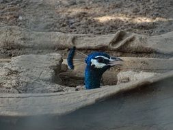portrait of a peacock head