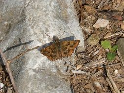 brown butterfly on stone on dry grass