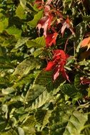 leaves plant fall