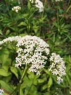 garden plant with white lush flowering