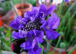 blue bright anemone flower in the garden