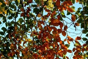 Colorful leaves on a tree branches