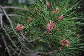 wonderful pine flower