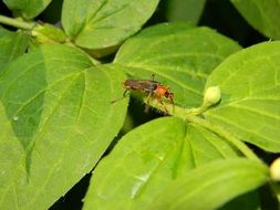 Picture of beetle firefighter on a leaves
