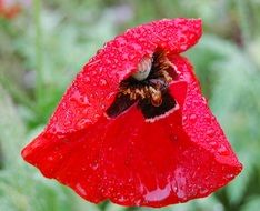 extraordinary beautiful poppy