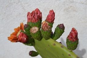 Cactus branch in bloom