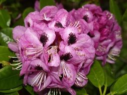 most beautiful rhododendron blossom