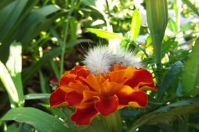 white caterpillar on a lush orange flower