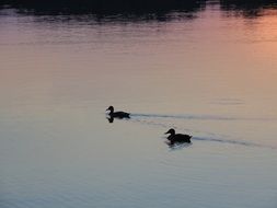 Ducks in the colorful lake