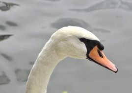 swan swimming in a pond