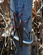 grasshopper on a metal pole