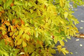 yellow autumn leaves on the ground