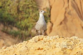 wild bird on the yellow sand