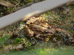 brown marsh frog in the park