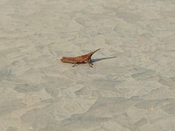 small brown grasshopper on sand