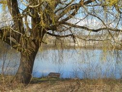 idyllic landscape of a tree and river in spring