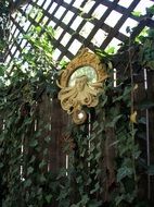 garden ivy