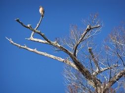 bird sitting on the tree
