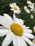 flowering white daisies in the meadow