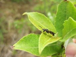 hoverfly on the green leaf