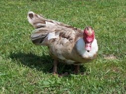 duck with light plumage on green grass