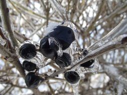 ice crystals on black berries