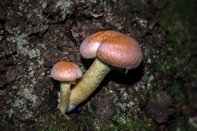 mushrooms grow on tree bark
