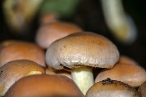 bunch of mushrooms close up