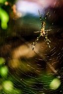 Arachnid on a web at blurred background