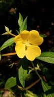 Bright yellow flower on a branch with green leaves