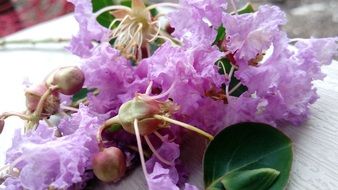 delightful beauty garden plants