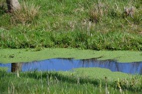 pond with green plants in it