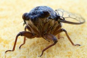 cicada on a yellow towel