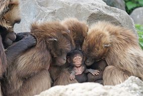 group of large dschelada hugging a new born monkey