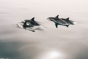 four dolphins jumping out of the ocean water