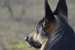 german shepard watching something cautiuosly